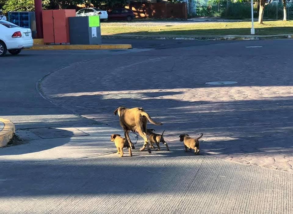 Adopción perros veracruz