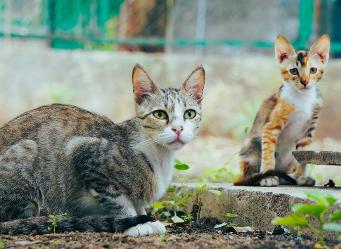 qué hacer si encuentras gatitos recién nacidos