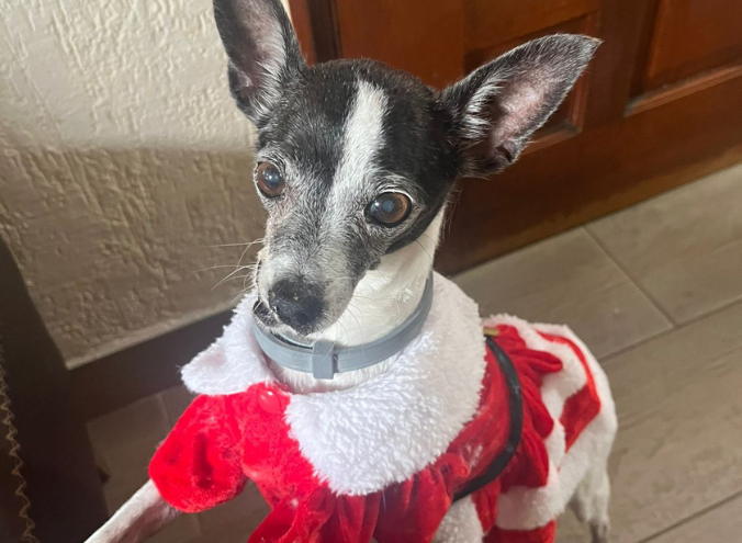 Adopción responsable en Veracruz