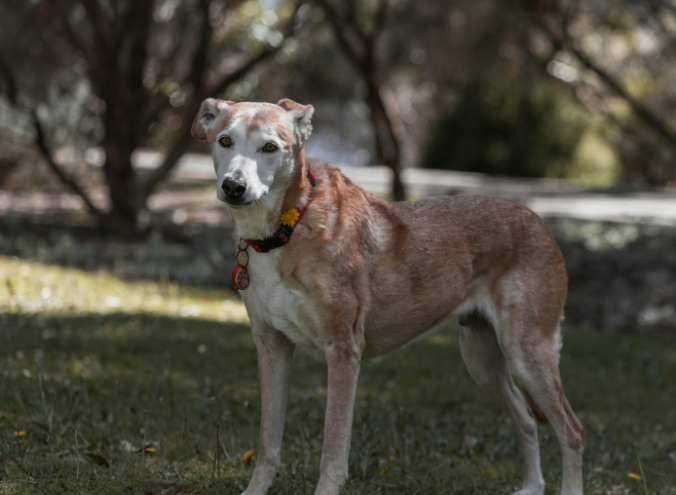 adopción de mascotas senior en Veracruz