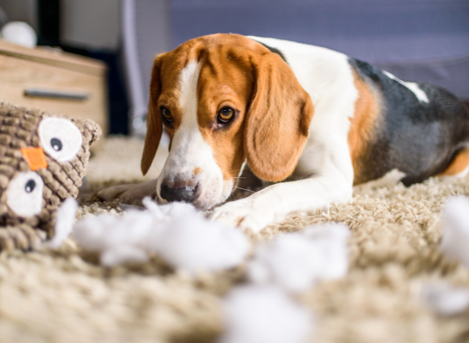 Mascota fallece en casa